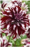 Георгина декоративная Тартан (I) 1 шт 742044