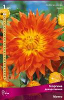 Георгина декоративная Мотто (I) 1 шт 