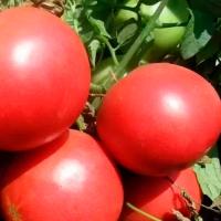 Томат Торбей F1 1000шт