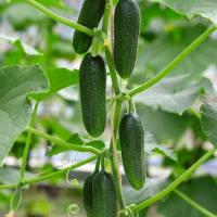 Огурец Бьерн F1 500 шт