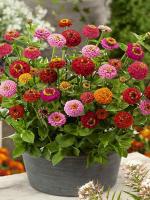 Цинния Лилипут смесь 0,2г