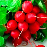 Сем Алт ч/б Редис Заря 2г 