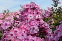 Флокс метельчатый Геркулес