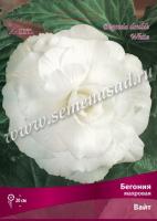 Бегония Махровая Вайт (5/6) 1 шт