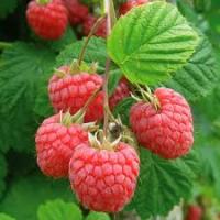 Малина Руби Бьюти 