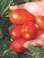 Томат Бесуто F1 1000 шт