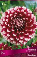 Георгина декоративная Эдинбург (I) 1 шт