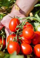 Томат Перфектпил F1 1000 шт