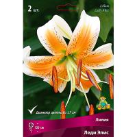 Лилия Леди Элис (14/16) 1 шт 