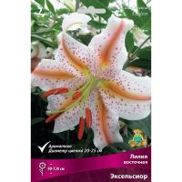 Лилия Восточная Эксельсиор (14/16) 2 шт