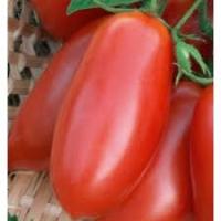 Томат Торквей F1 1000шт