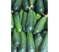 Огурец Мадрилене F1 250 шт