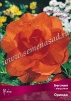 Бегония Махровая Ориндж (5/6) 1 шт