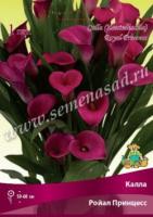 Калла Ройал Принцесс 14/16