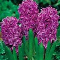 Гиацинт Садовый Пёрпл Сенсейшн (15/16) 3шт,