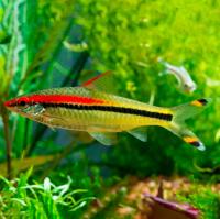 Барбус Денисони S