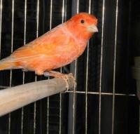 Птица Кенар красный мальчик