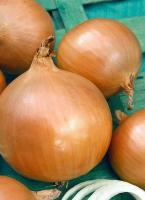 Лук репчатый Навигатор 50 г