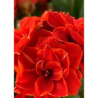 Амариллис махровый Дабл Кинг 1 шт 841521