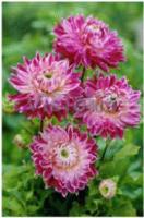 Георгина декоративная Ванкувер (I) 1 шт 