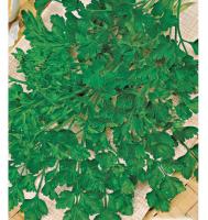 Петрушка листовая Обыкновенная 20г