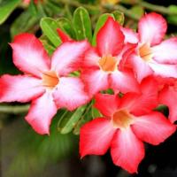 Адениум тучный "Все звёзды" 3шт