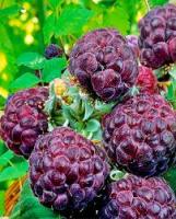 Малина Глен Кое 