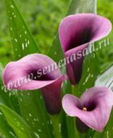 Калла Акцент (14/16) 1шт 