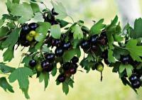 Смородина черная Валовая 