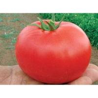 Томат Бобкат F1 1000 шт