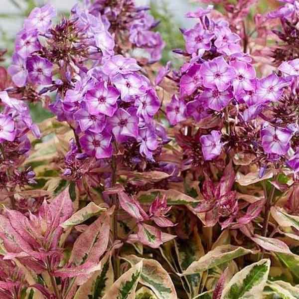 Флокс метельчатый Олимпус (I) 1 шт 821260