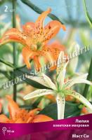 Лилия Азиатская махровая Маст Си 
