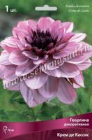 Георгина декоративная Крем де Кассис (I) 1 шт