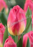 Тюльпан Триумф Том Паус (12+) 5 шт