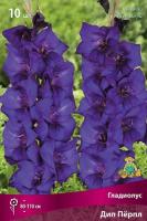 Гладиолус Крупноцветковае Дип Пёрпл (10/12) 10 шт 