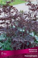 Клопогон ветвистый Атропурпуреа (I) 1 шт 743625