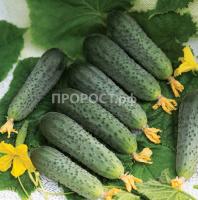 Огурец Форсаж F1 100шт