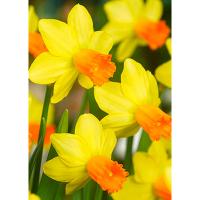 Нарцисс цикламеновый Джетфайр (5шт, 12/14) 833078