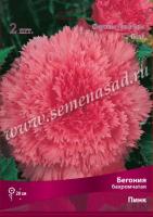 Бегония Бахромчатая Пинк (5/6) 1 шт