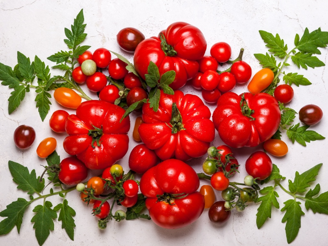 Совка на томатах. Как не допустить повреждений?