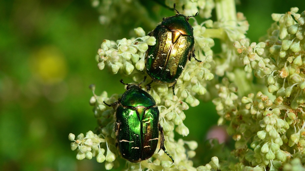 Обработка сада от вредителей в апреле