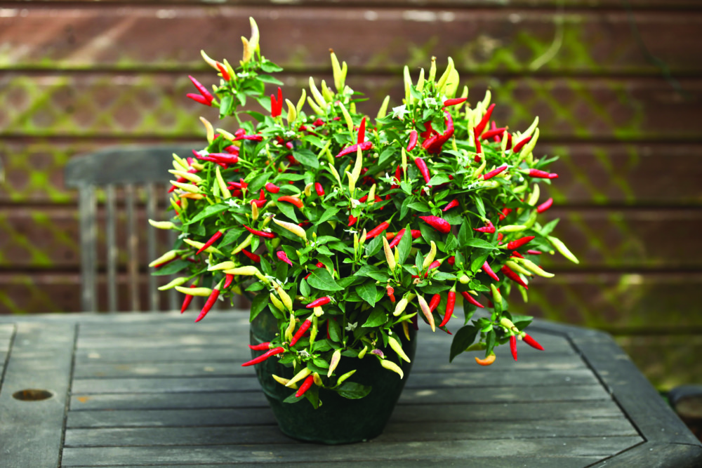 огород на подоконнике огород на подоконнике