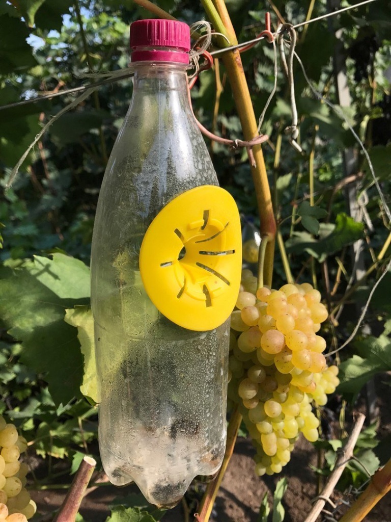 Ловушки для ос. Какие они бывают?