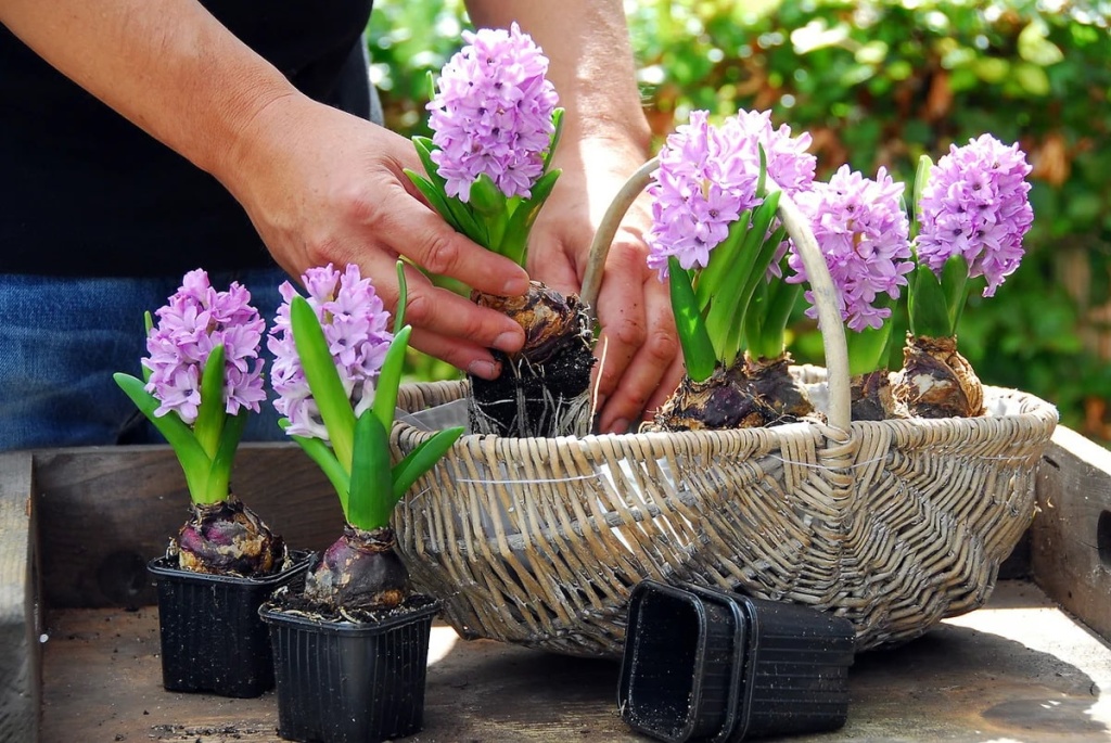 Выгонка луковичных цветов. Когда начинать?