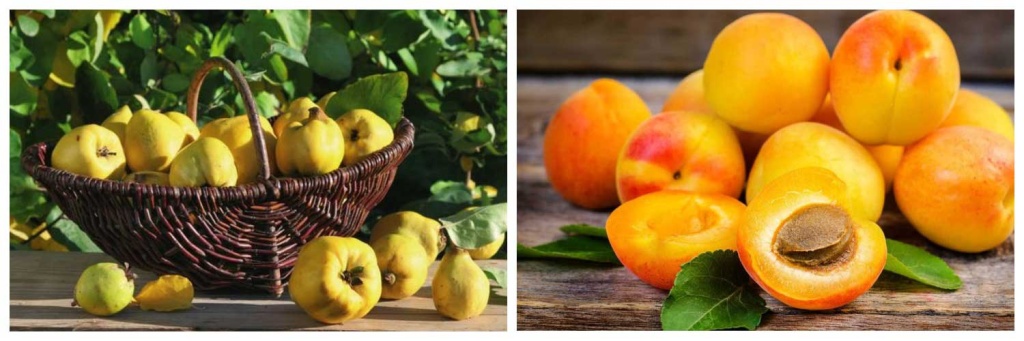 ерсик-и-айва.jpg ерсик-и-айва.jpg