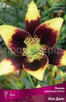 Лилия азиатская Танго Изи Данс Лилия азиатская Танго Изи Данс