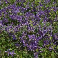 Clematis_Sizaia_Ptitsa Clematis_Sizaia_Ptitsa