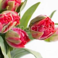 тюльпан памплона