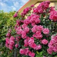 Без названия Без названия