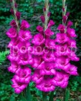 гладиолус бельведер